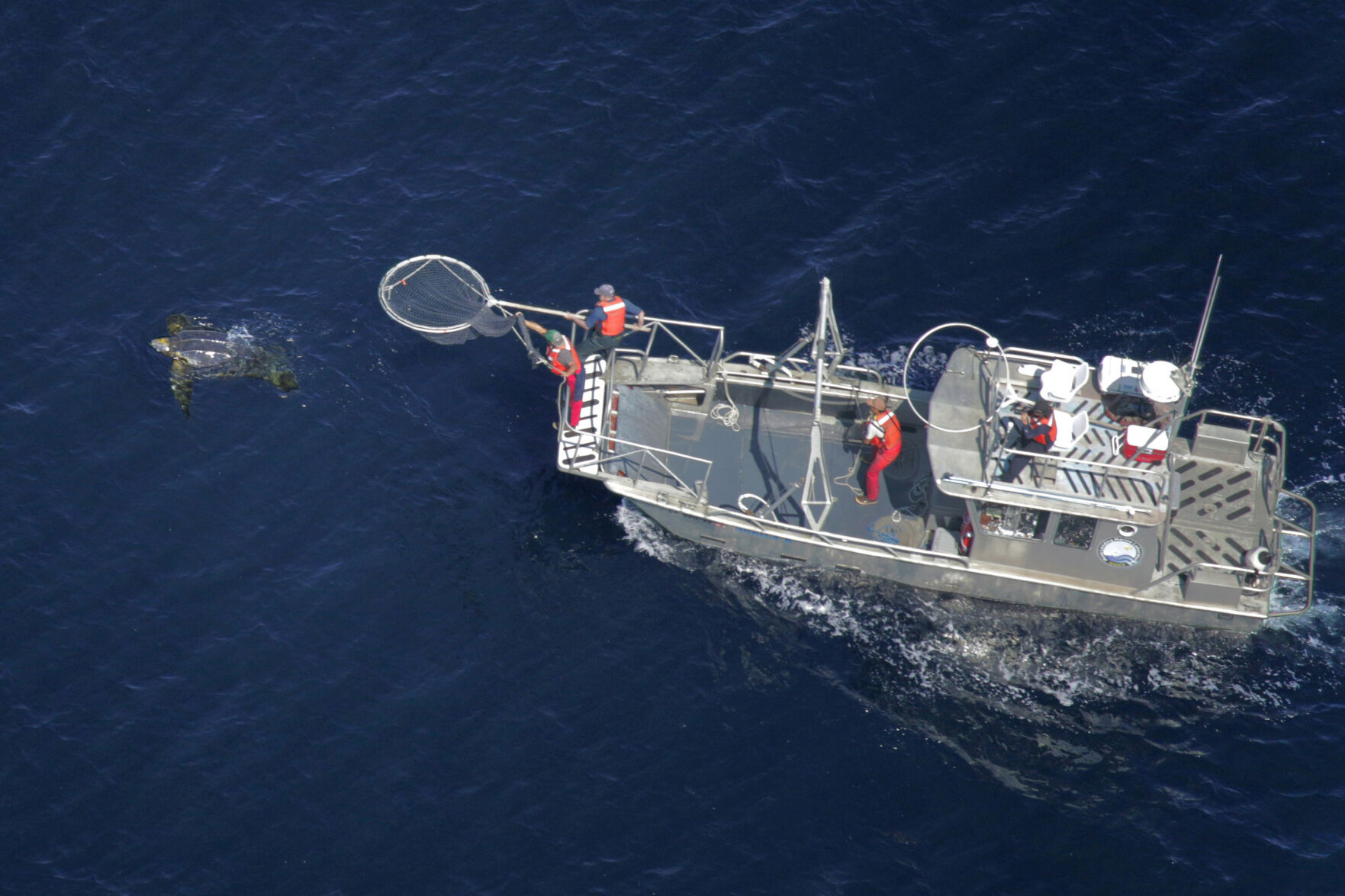 Sea Turtle Decline